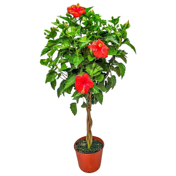braided red hibiscus tree for sale #trunk_braided