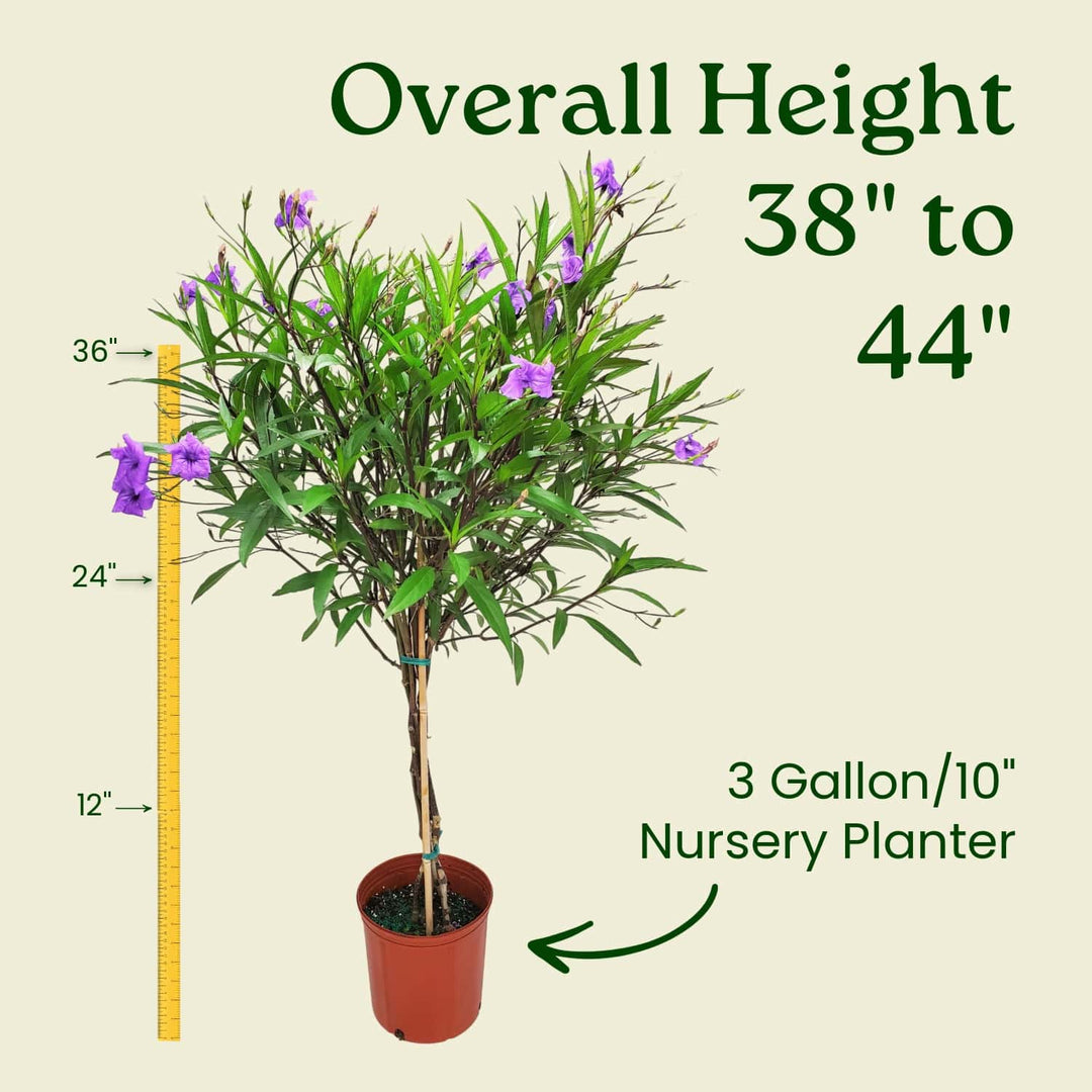 Braided Ruellia Tree