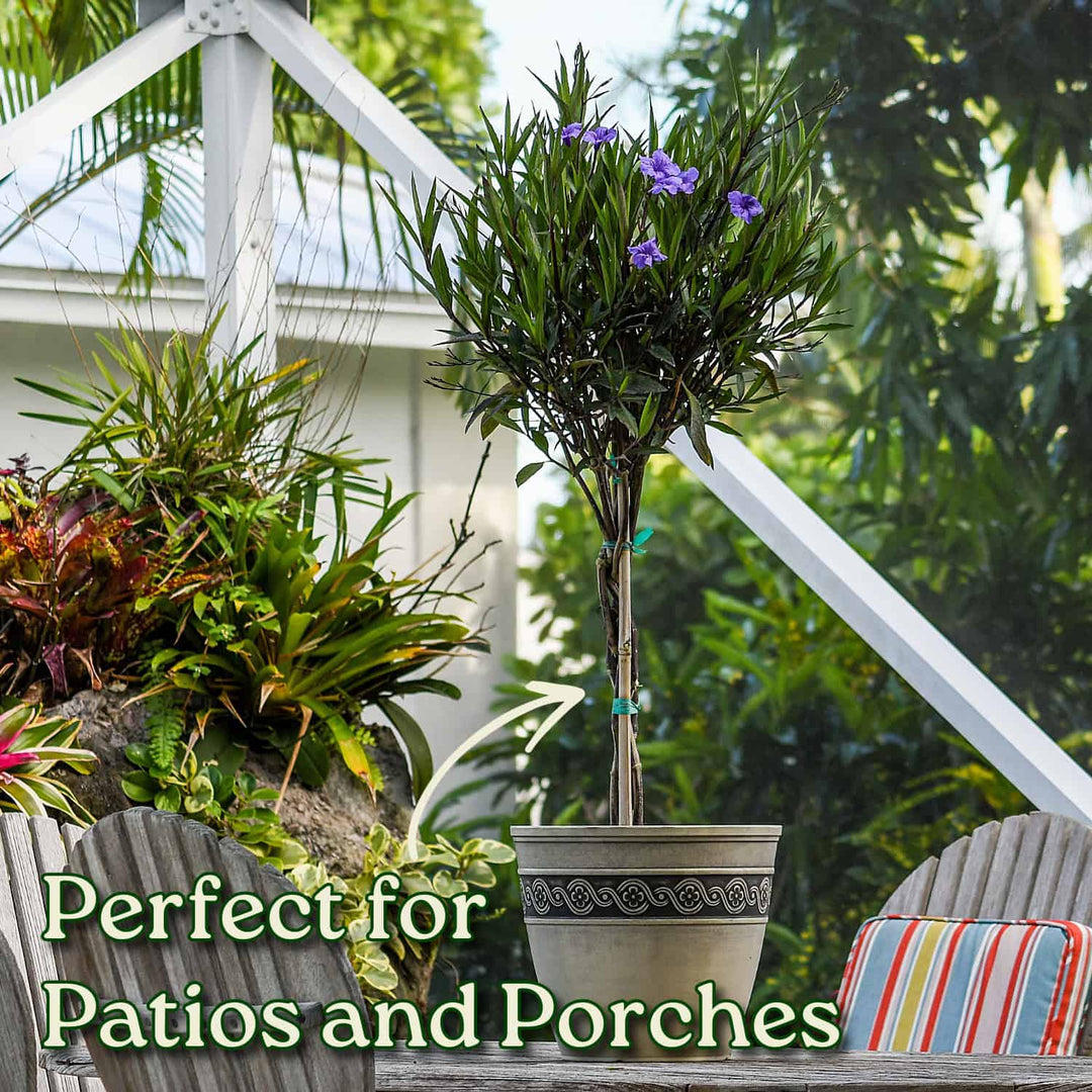 Braided Ruellia Tree