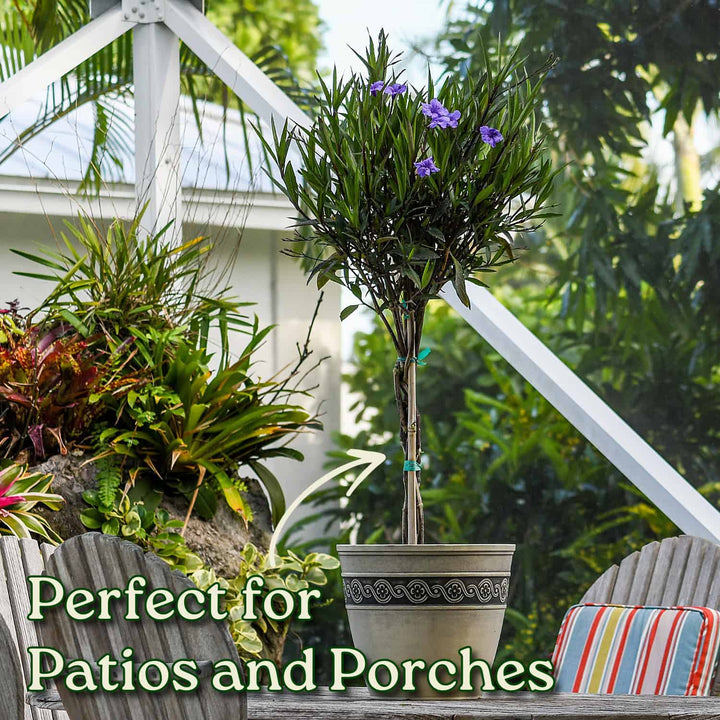 Braided Ruellia Tree