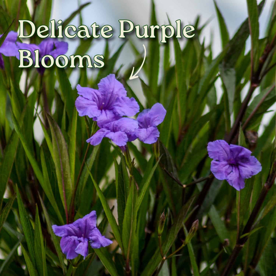 Braided Ruellia Tree