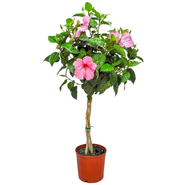braided seminole pink hibiscus tree for sale #trunk_braided