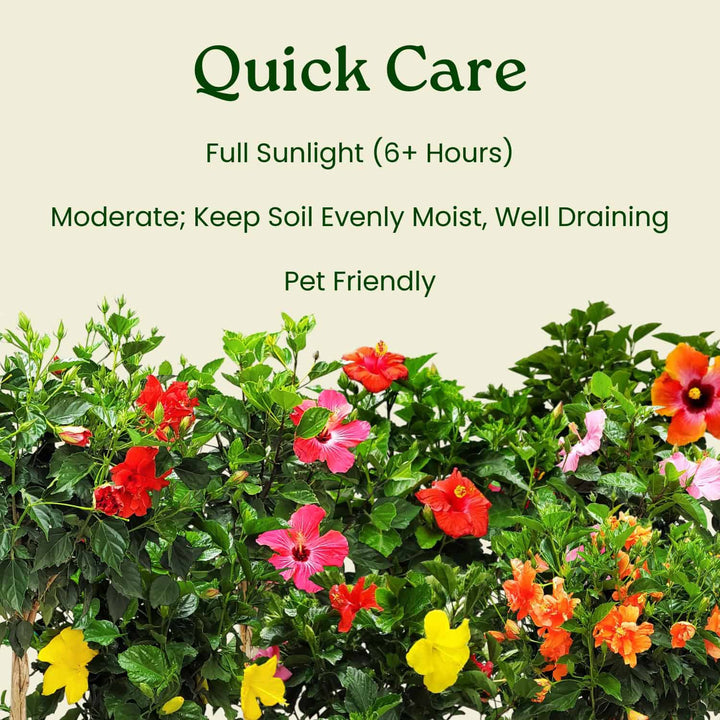 Colorful flowering plants with care instructions on a light green  background #trunk_braided