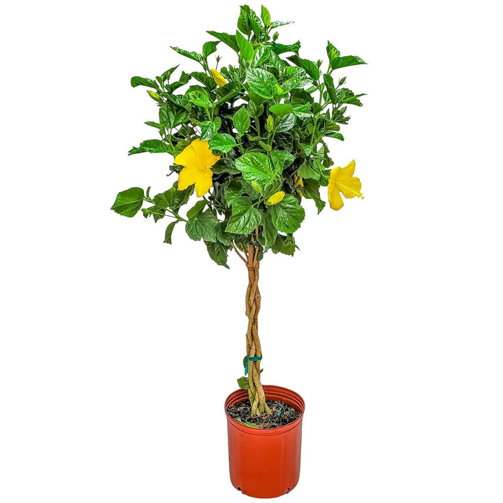 braided yellow fort myers hibiscus tree for sale #trunk_braided