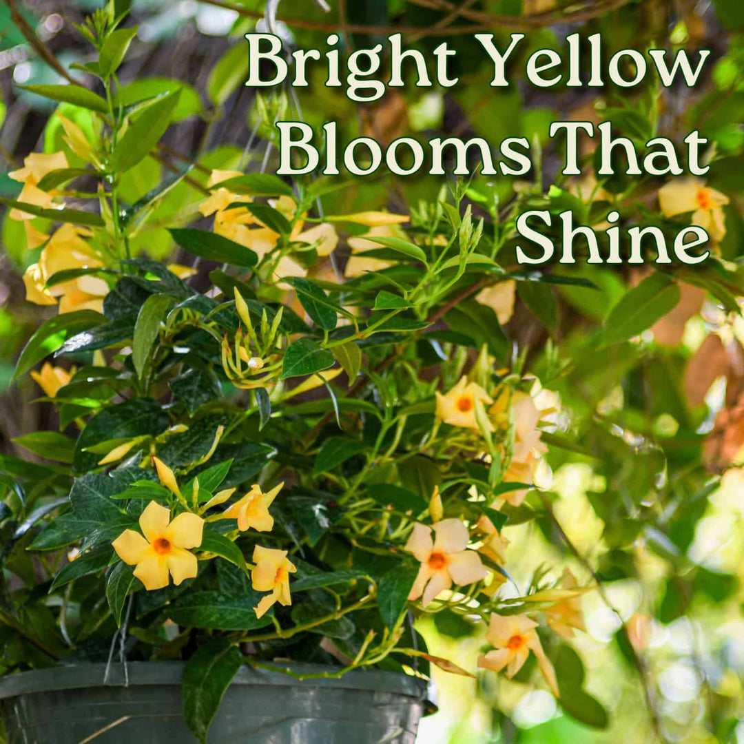 yellow hanging basket plants Yellow Dipladenia Hanging Basket