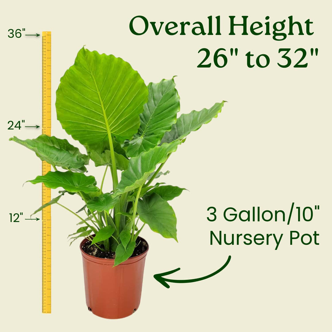 potted elephant ear plant indoor Alocasia California Tropical Foliage Plant - Elephant Ear Plant - Tropical Plants of Florida
