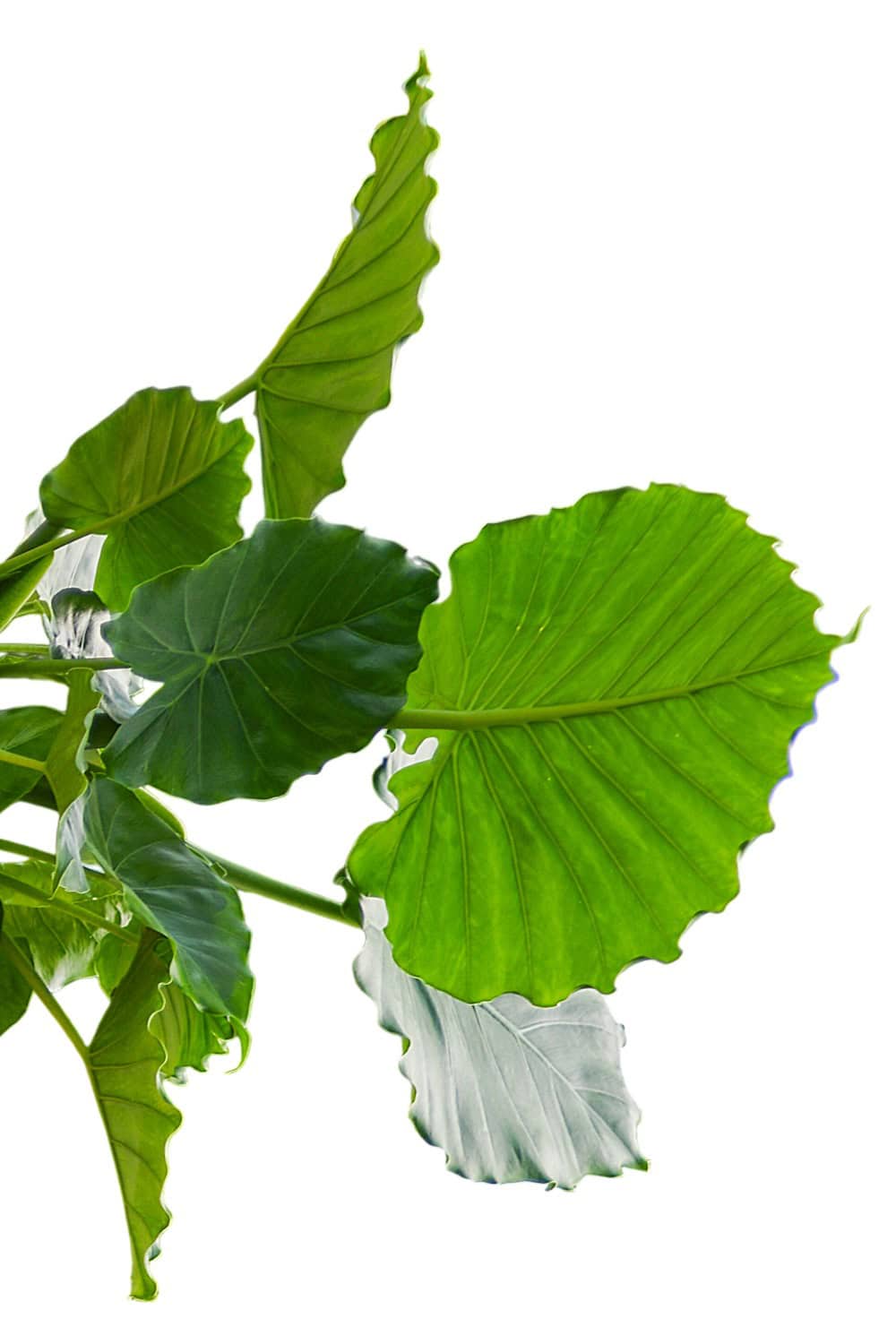 california elephant ear plant Alocasia California Plant – Jumbo Elephant Ear for Sale – Tropical Plants of Florida