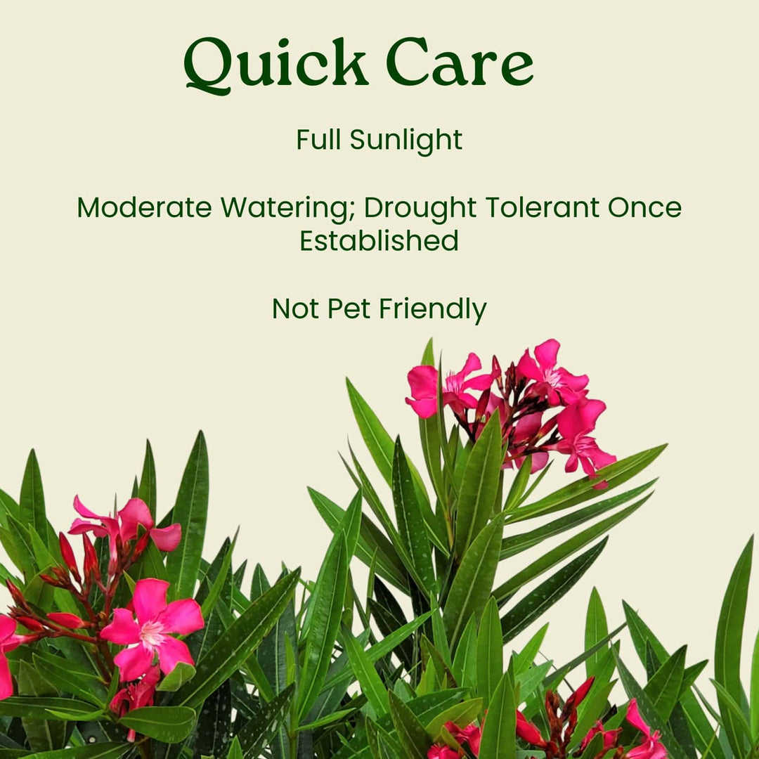 oleander plant care indoors Calypso Pink Oleander