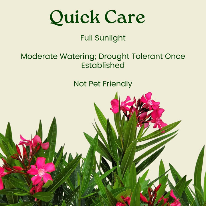 Calypso Pink Oleander