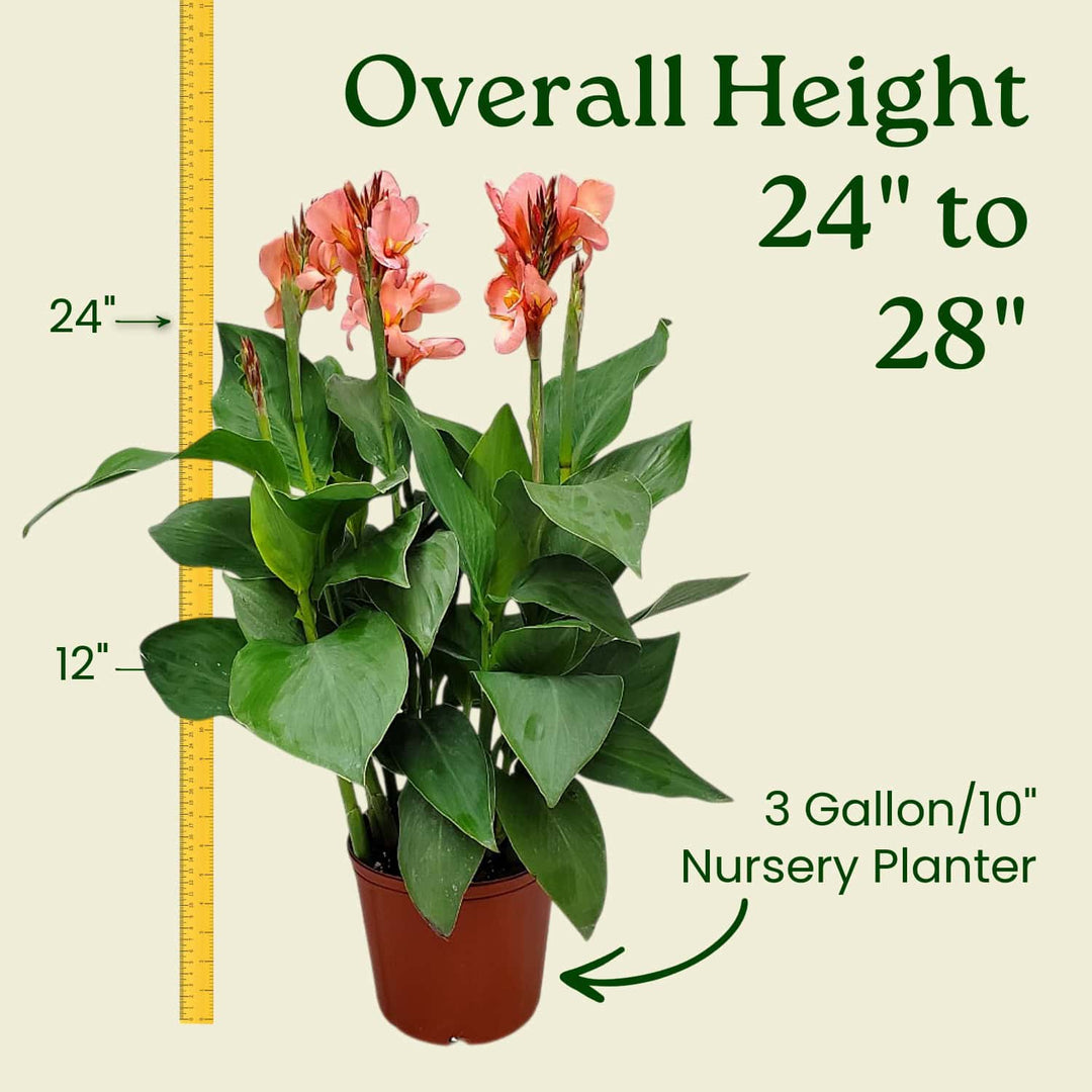 canna indoor plant Peach Canna Lily
