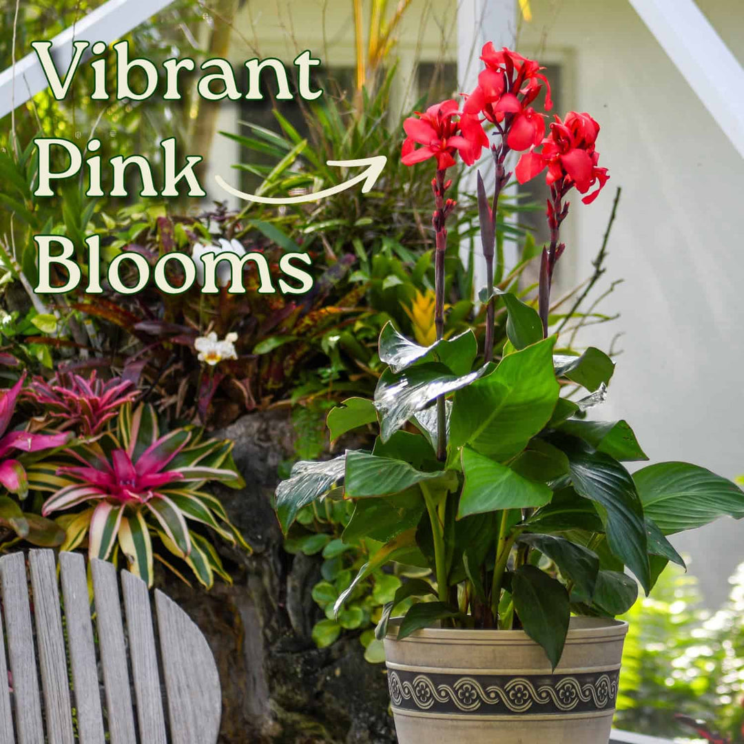 Pink Canna Lily