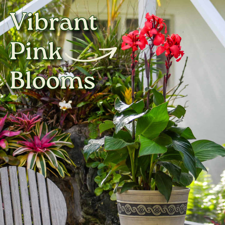 Pink Canna Lily