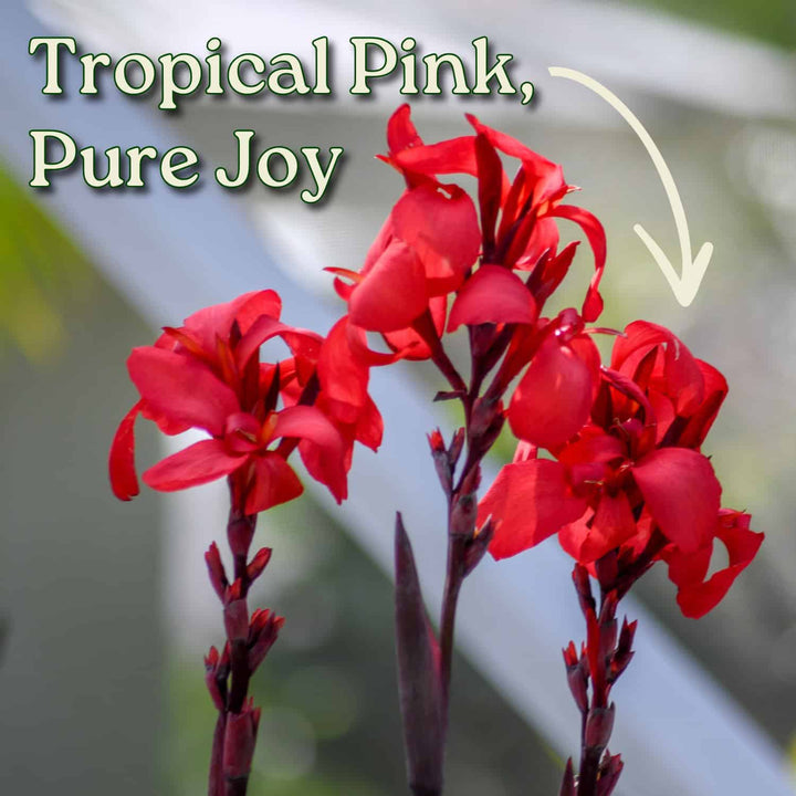 Pink Canna Lily
