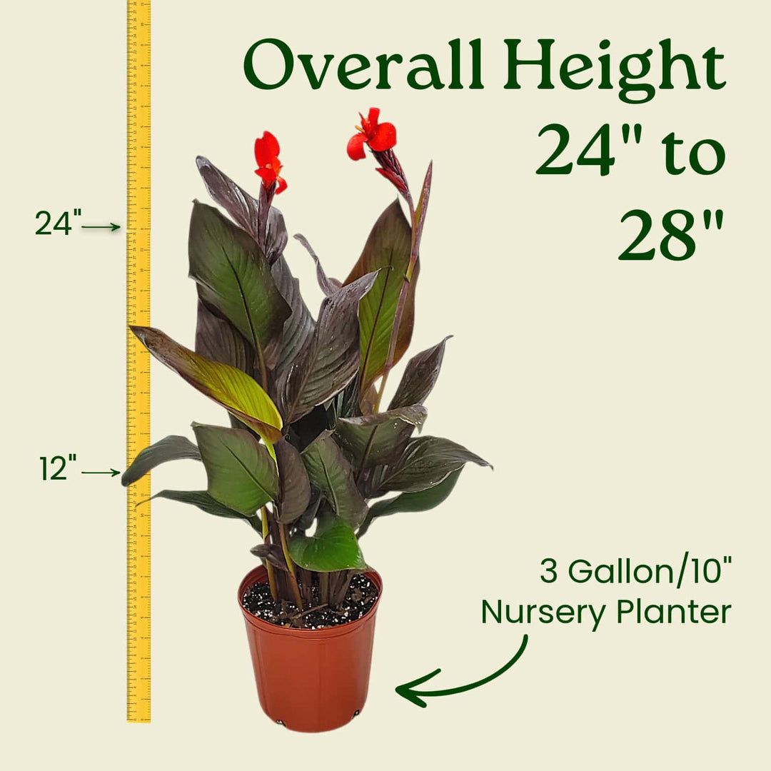 canna house plant Red Canna Lily