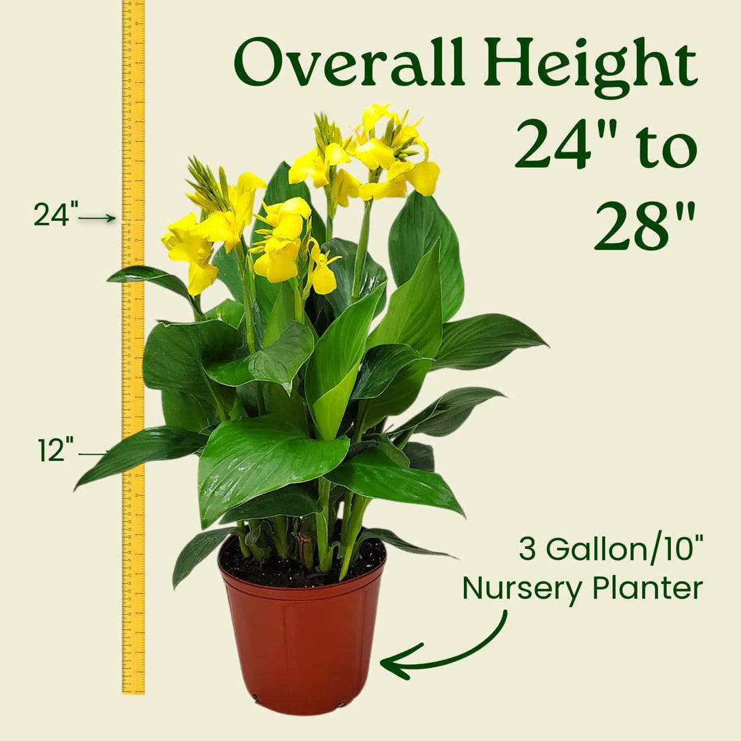Yellow Canna Lily