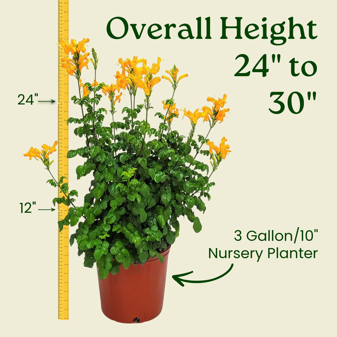 can i plant honeysuckle in a pot Cape Honeysuckle for Sale