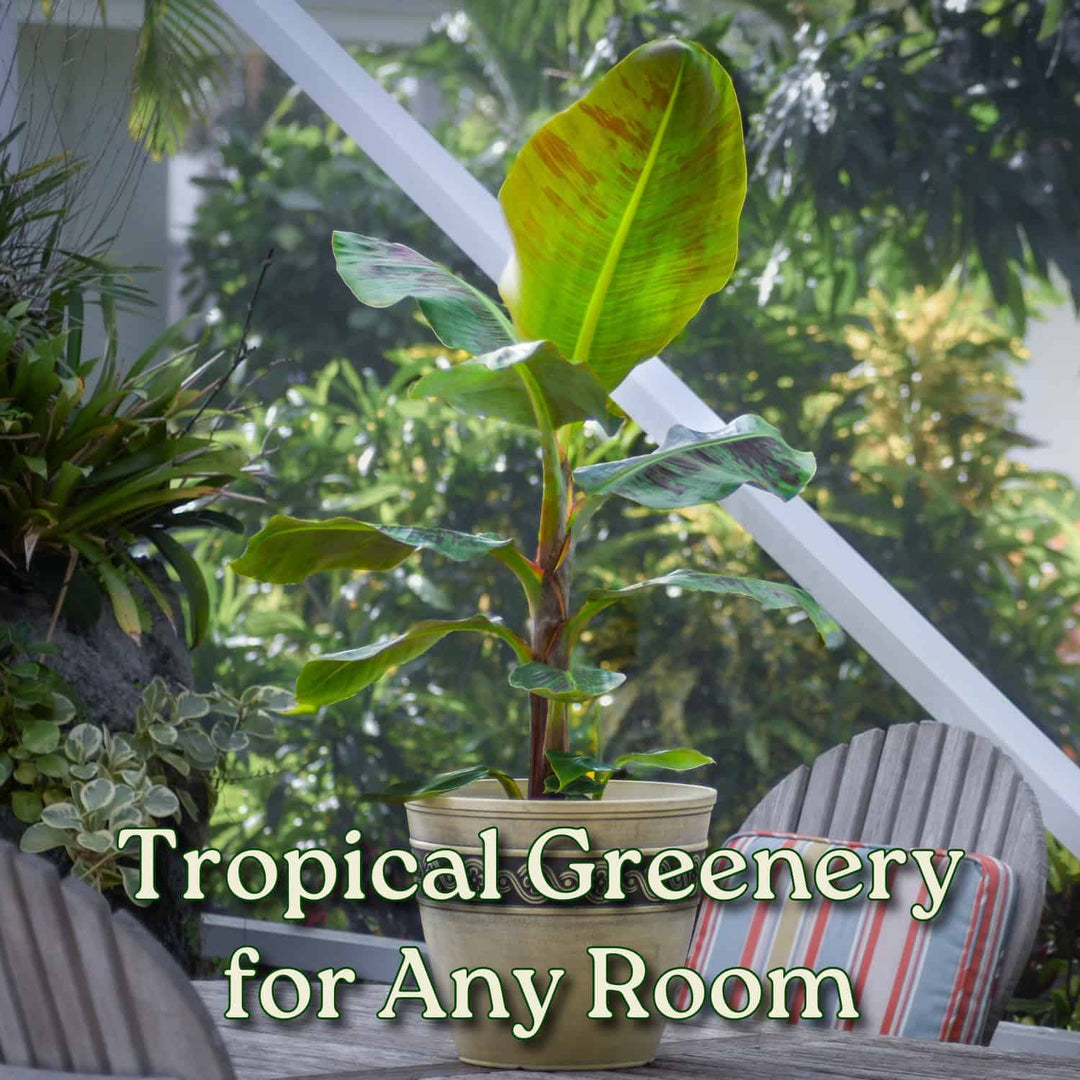 banana palm plant indoor Dwarf Cavendish Banana Plant for Sale