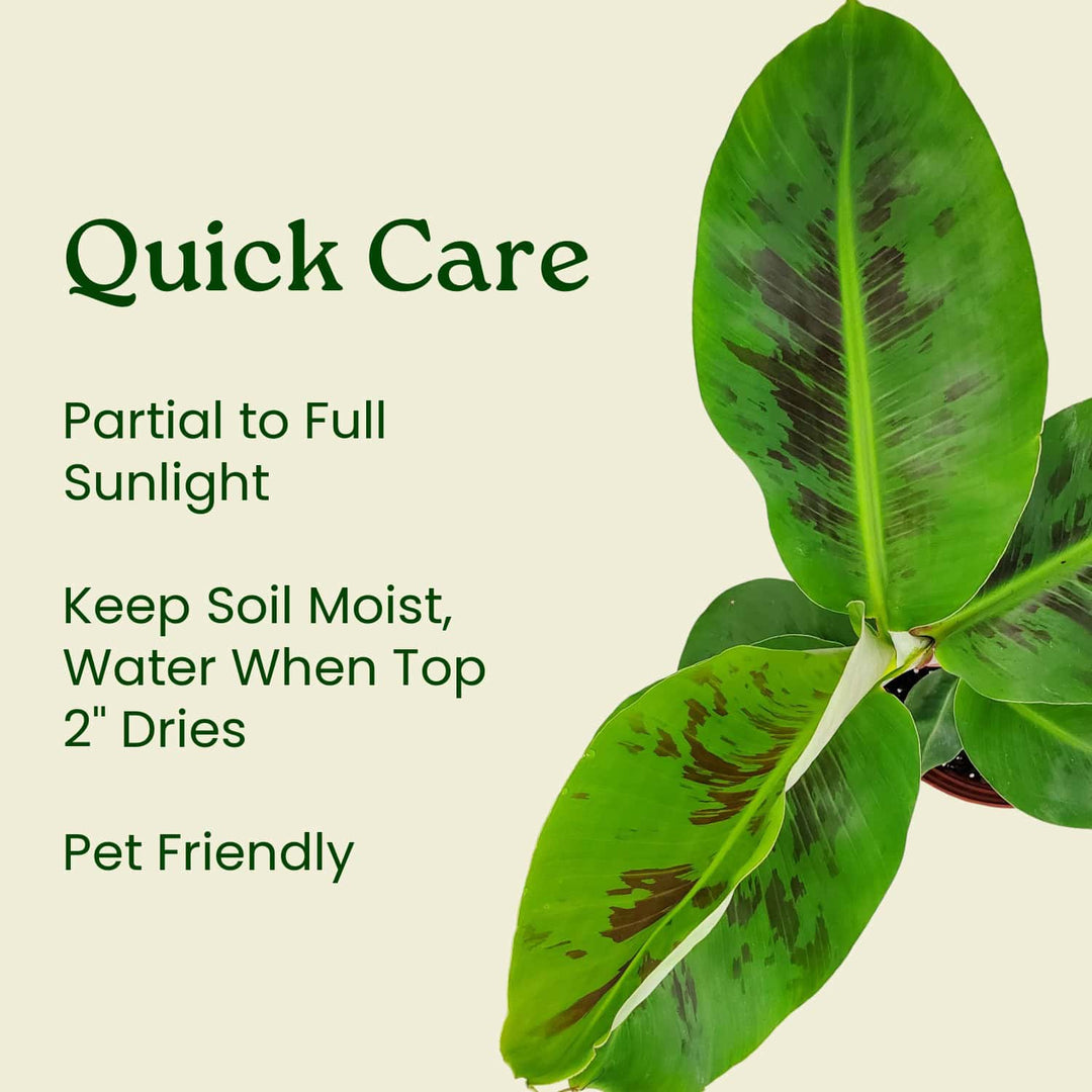 banana leaf indoor plant care Dwarf Cavendish Banana Plant for Sale