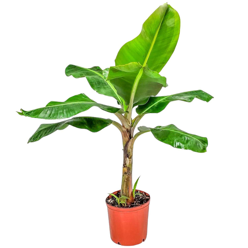 Dwarf Cavendish Banana Plant for Sale