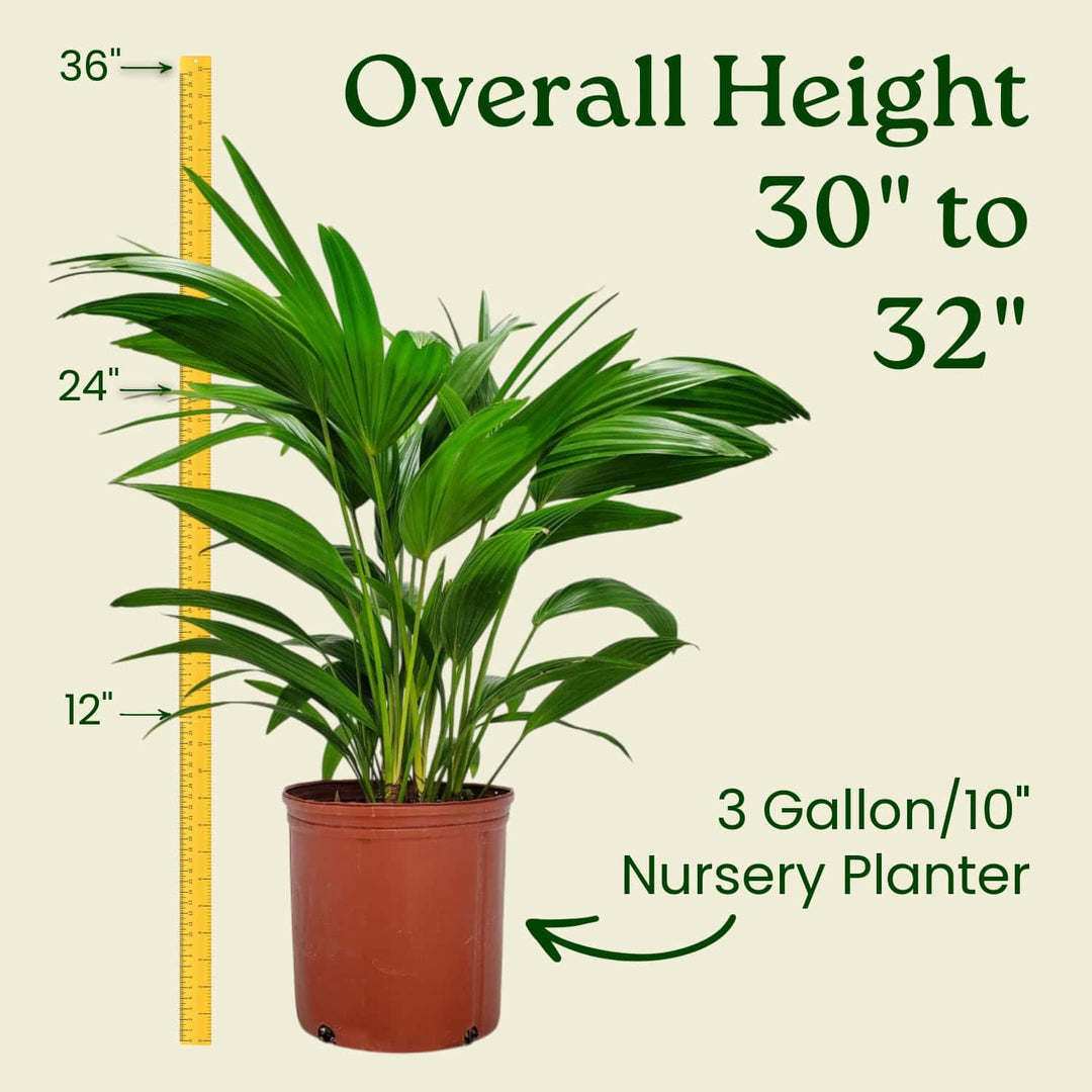 is chinese fan palm toxic to cats Chinese Fan Palm