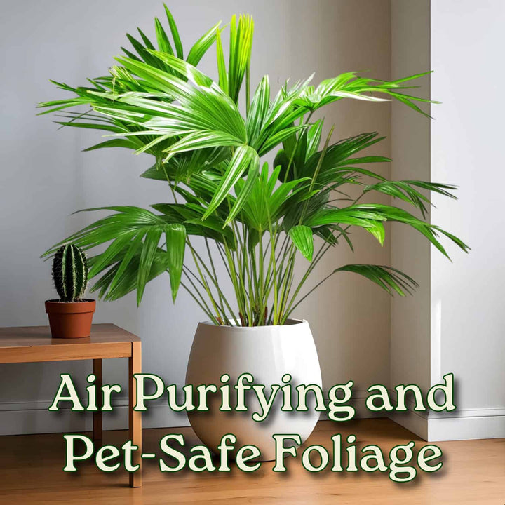 palm plants for sale near me Chinese Fan Palm for Sale