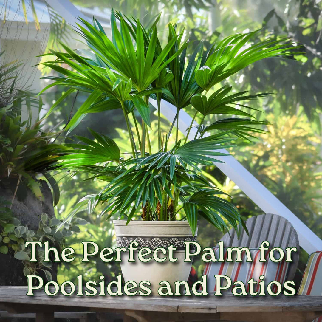 outdoor palm plants Chinese Fan Palm for Sale