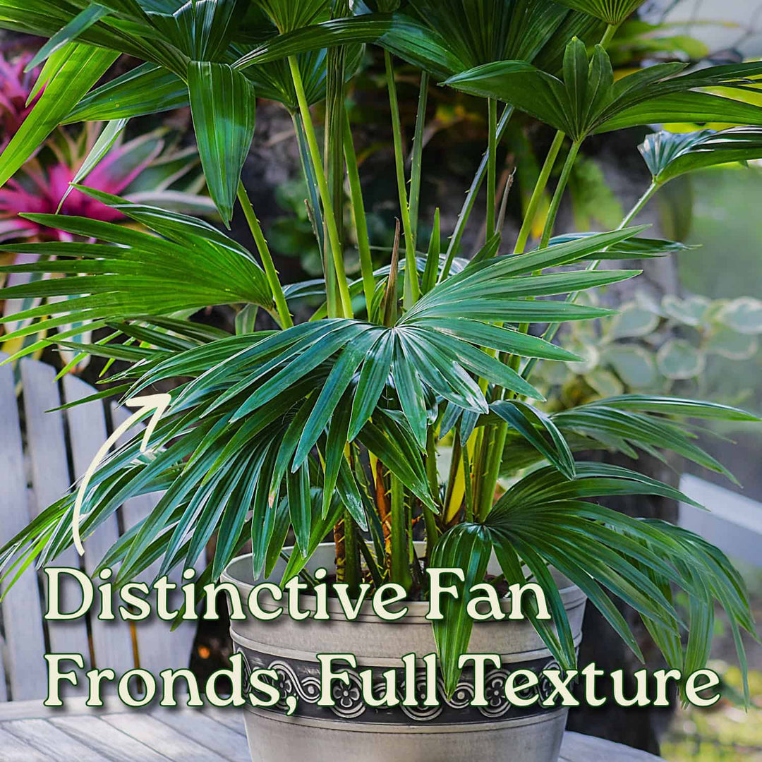 asian palm plant Chinese Fan Palm for Sale