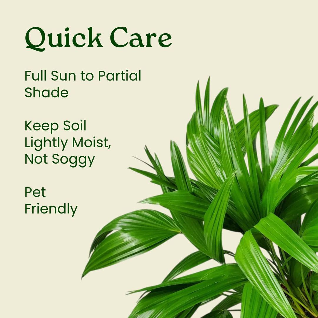 chinese fan palm cats Chinese Fan Palm for Sale