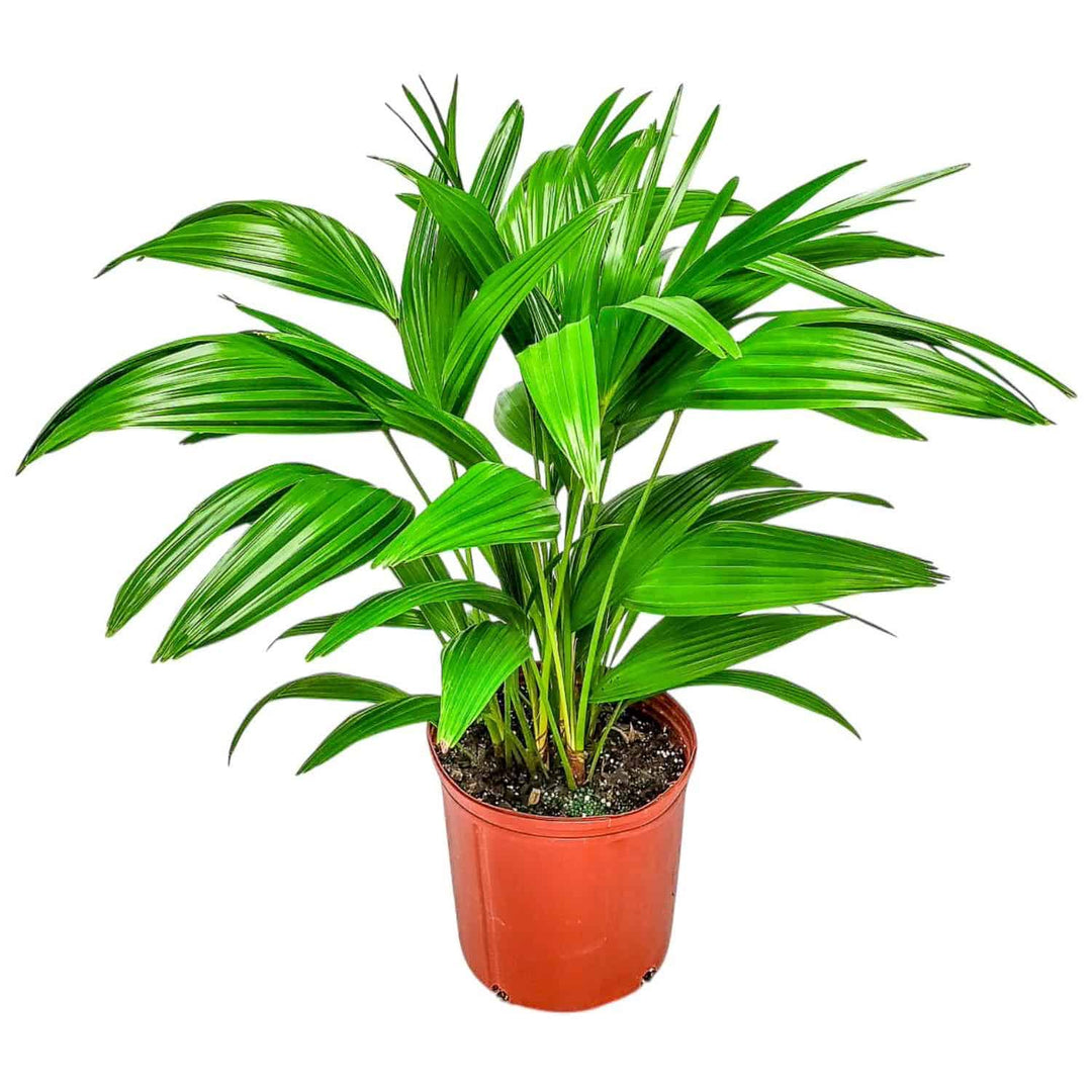 is chinese fan palm toxic to cats Chinese Fan Palm