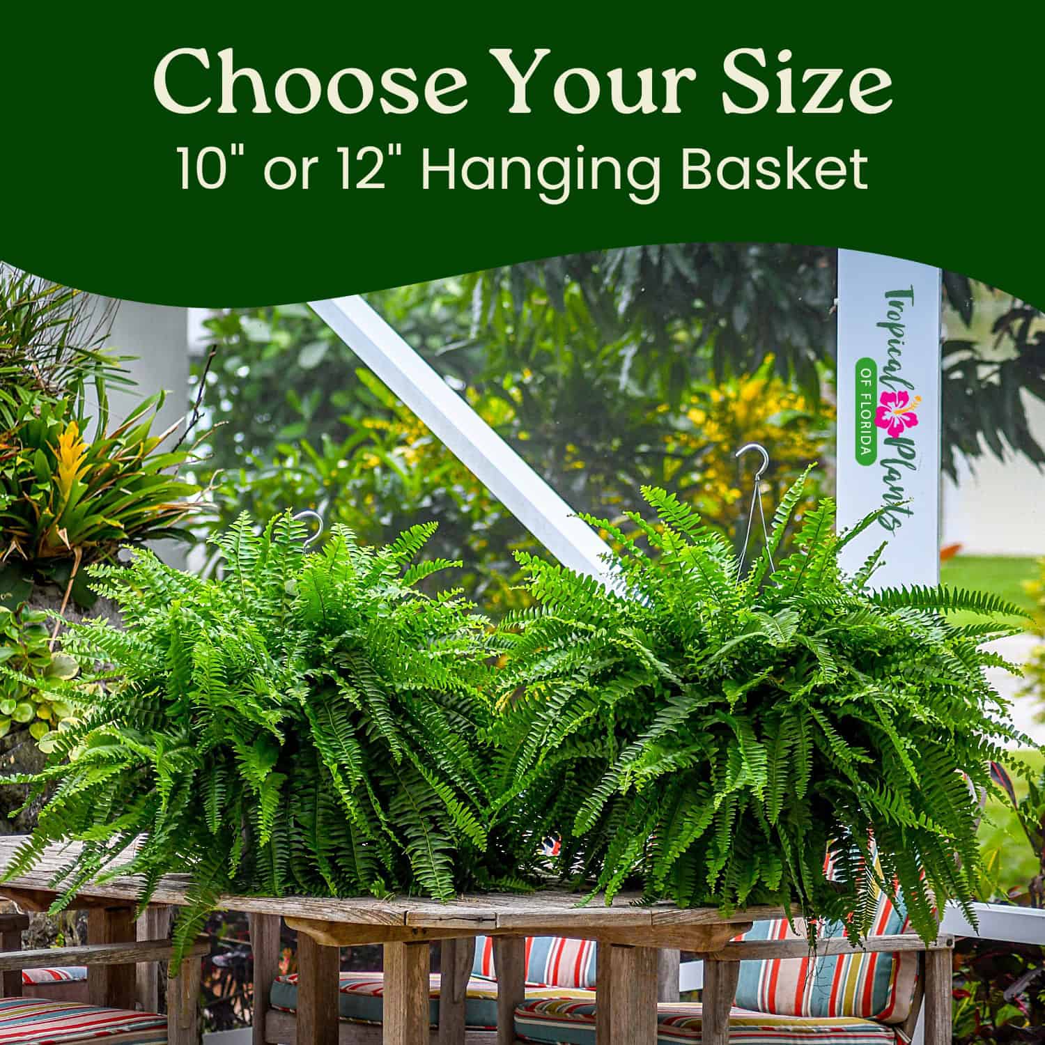 Tropical Plants of Florida Boston Fern - Thumbnail 3