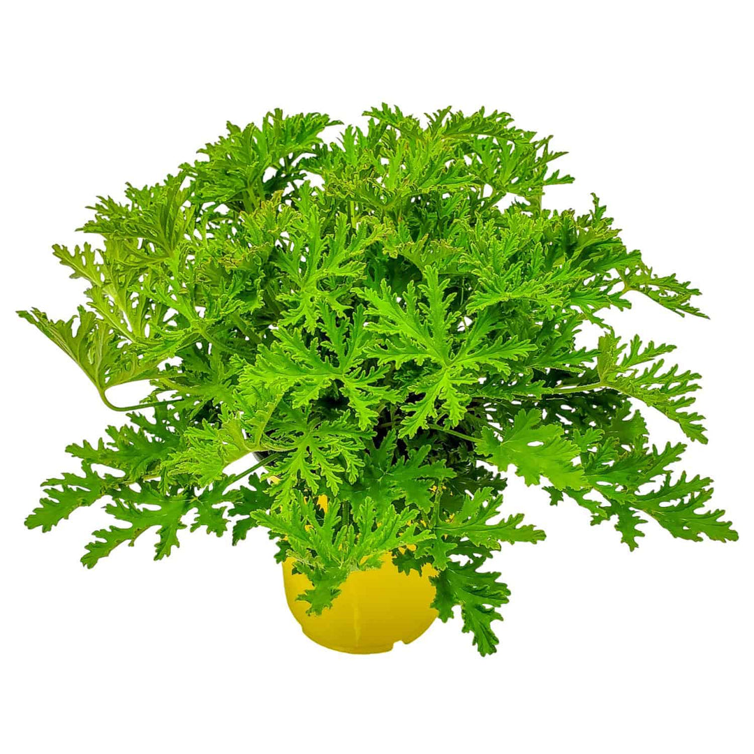 mosquito repellent potted plants Citronella Mosquito Plant for Sale