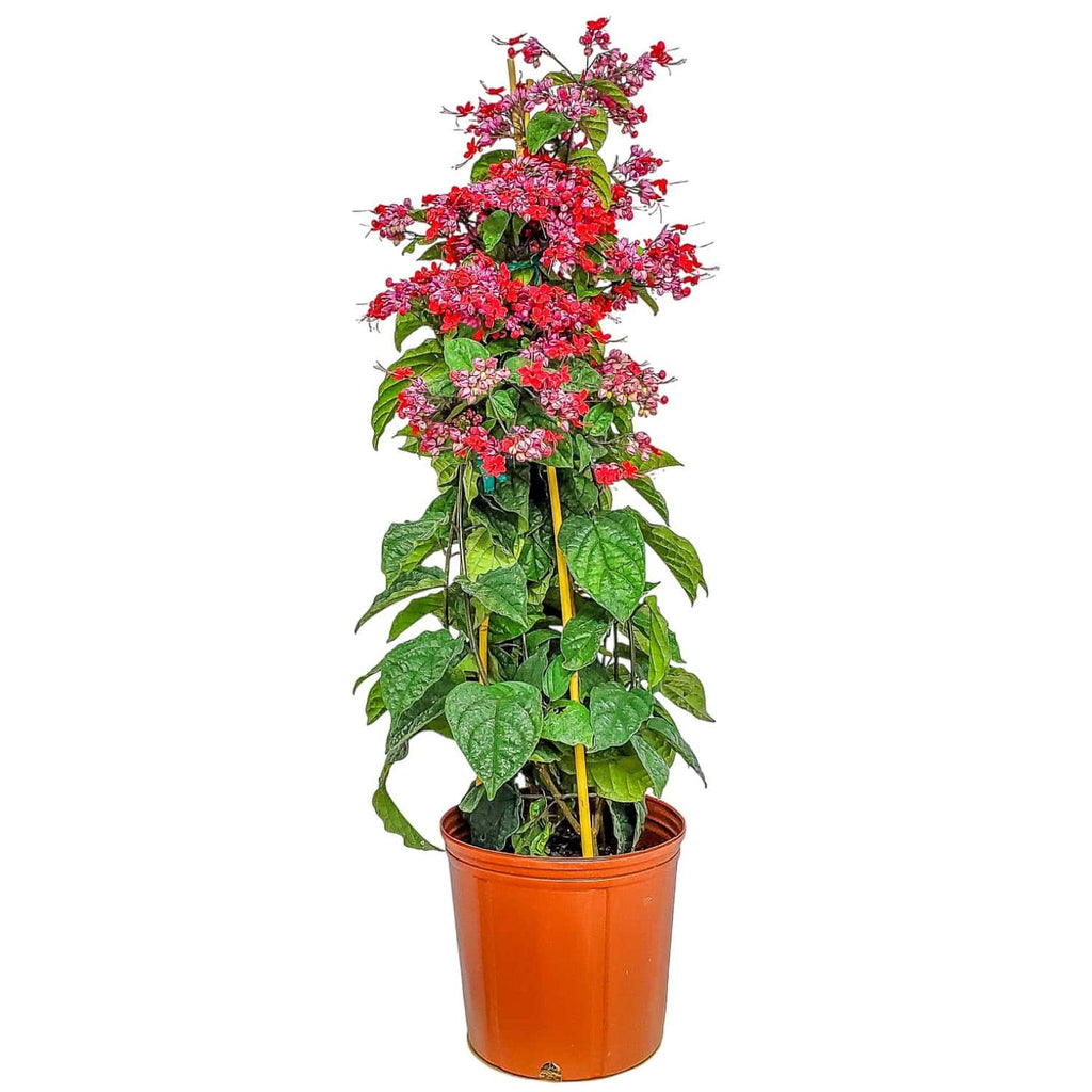 Red and Purple Bleeding Heart Vine for Sale | Buy Clerodendrum