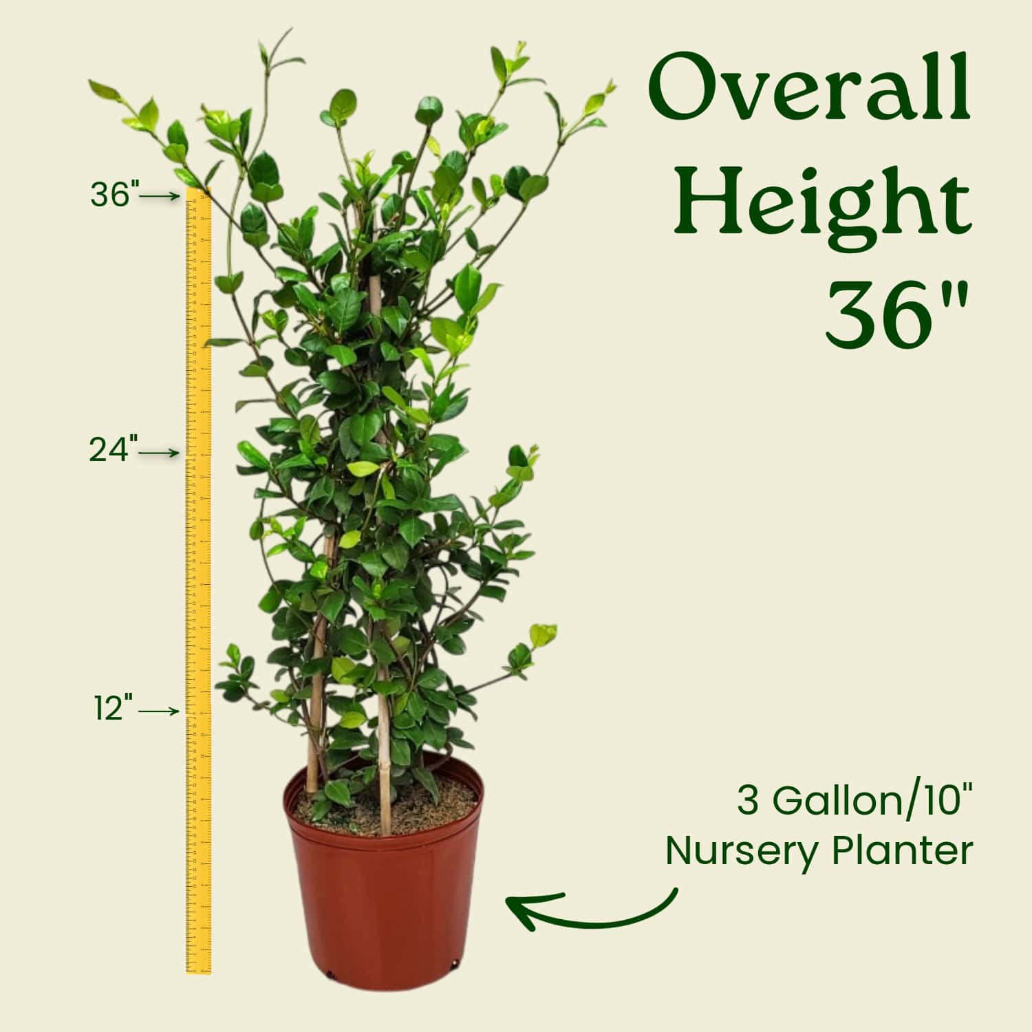 Star Jasmine (Confederate Jasmine) for Sale | Fragrant Jasmine