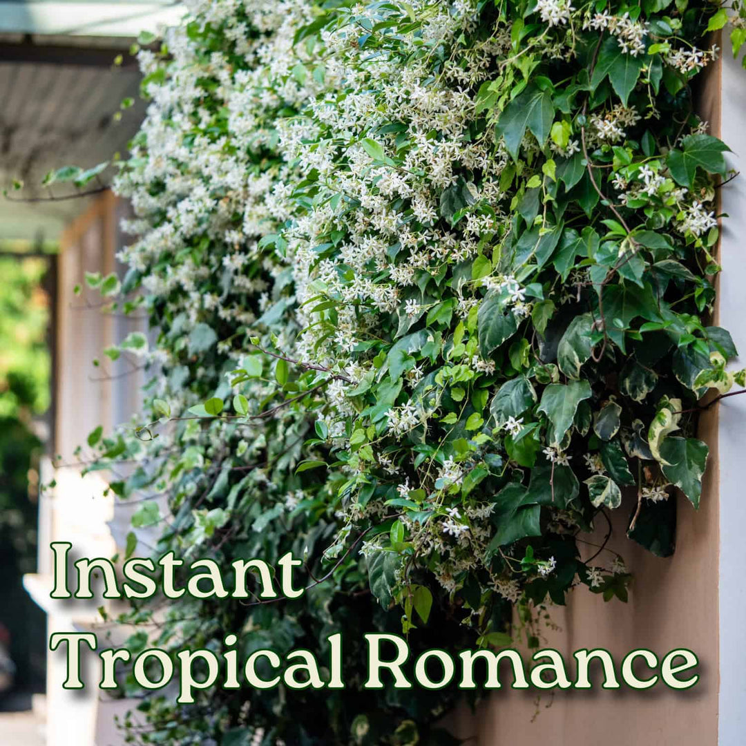 jasmine plant trellis Star Jasmine (Confederate Jasmine) for Sale