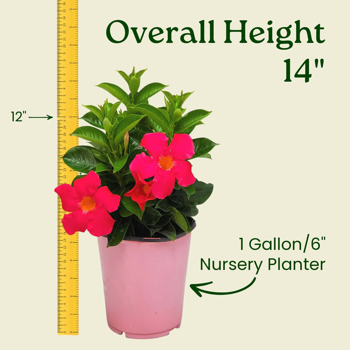 Potted plant with pink flowers and a ruler indicating its height and planter size. #size_1-gallon