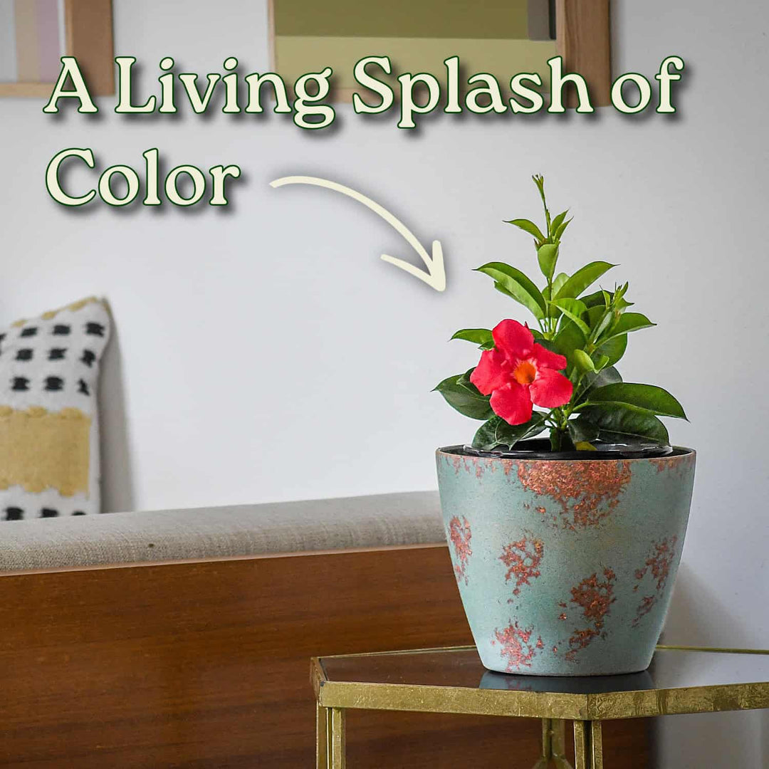 Potted plant with a red flower on a table, text 'A Living Splash of Color' above. #size_1-gallon