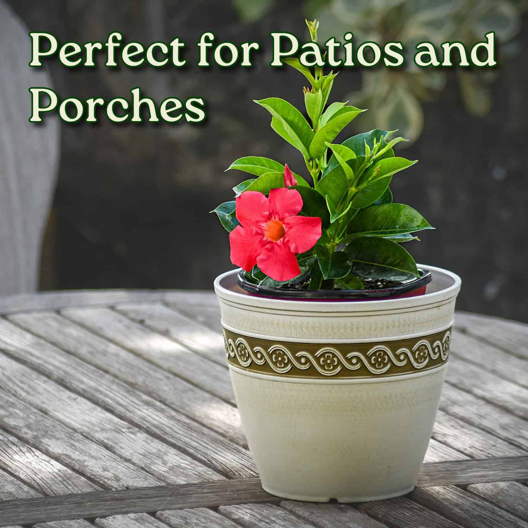 Potted plant with a decorative pot on a patio table, text 'Perfect for Patios and Porches' above. #size_1-gallon