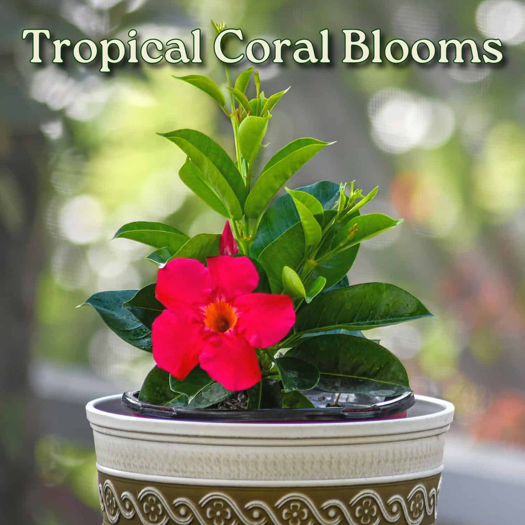 Potted plant with a red flower labeled 'Tropical Coral Blooms' against a blurred natural background. #size_1-gallon