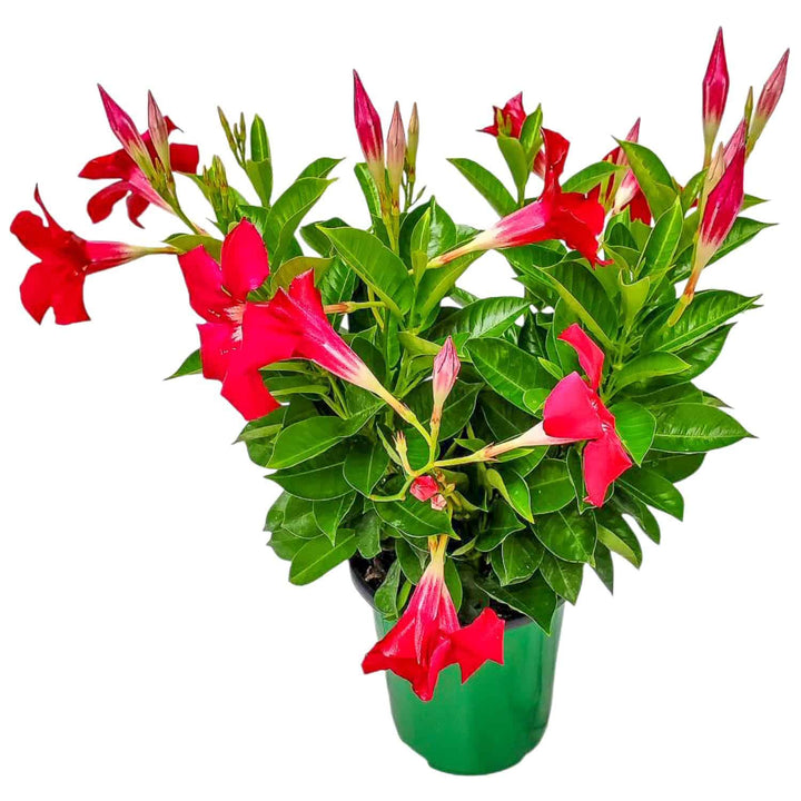 coral dipladenia bush for sale #size_1-gallon