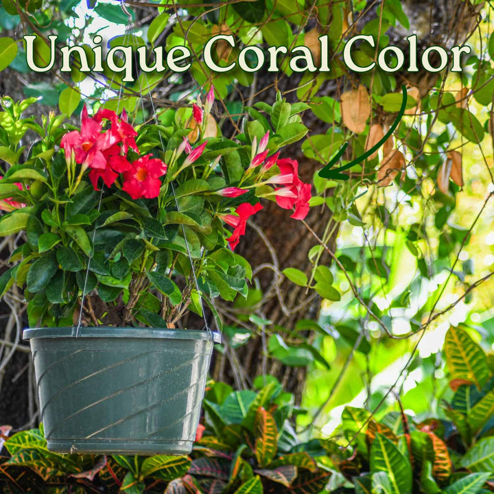 Coral Dipladenia Hanging Basket