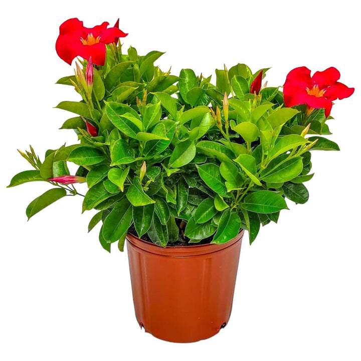 large coral dipladenia bush for sale #size_3-gallon