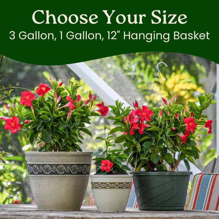 Coral Dipladenia Hanging Basket