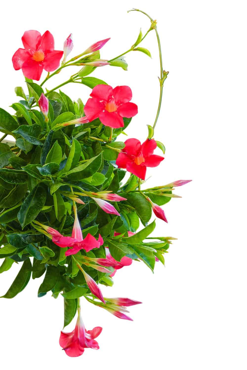 mandevilla plant hanging basket Coral Dipladenia Hanging Basket for Sale – Tropical Plants of Florida