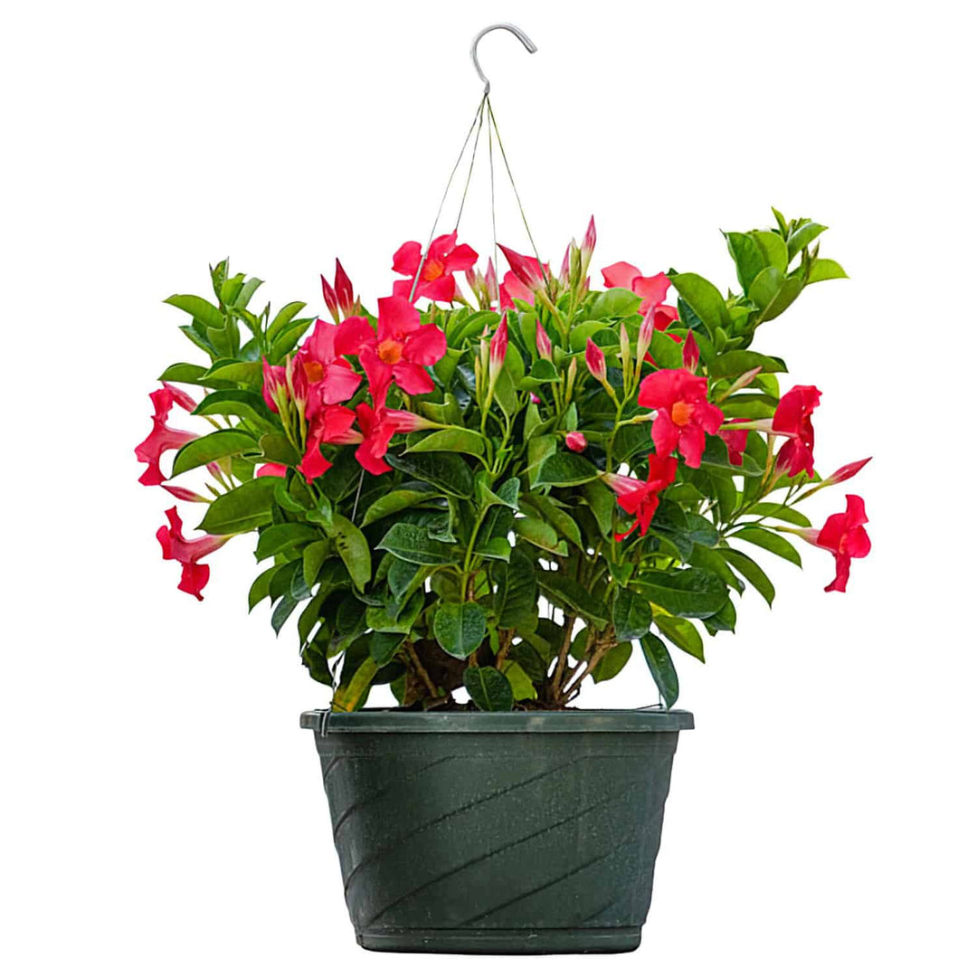 hanging plants on sale Coral Dipladenia Hanging Basket