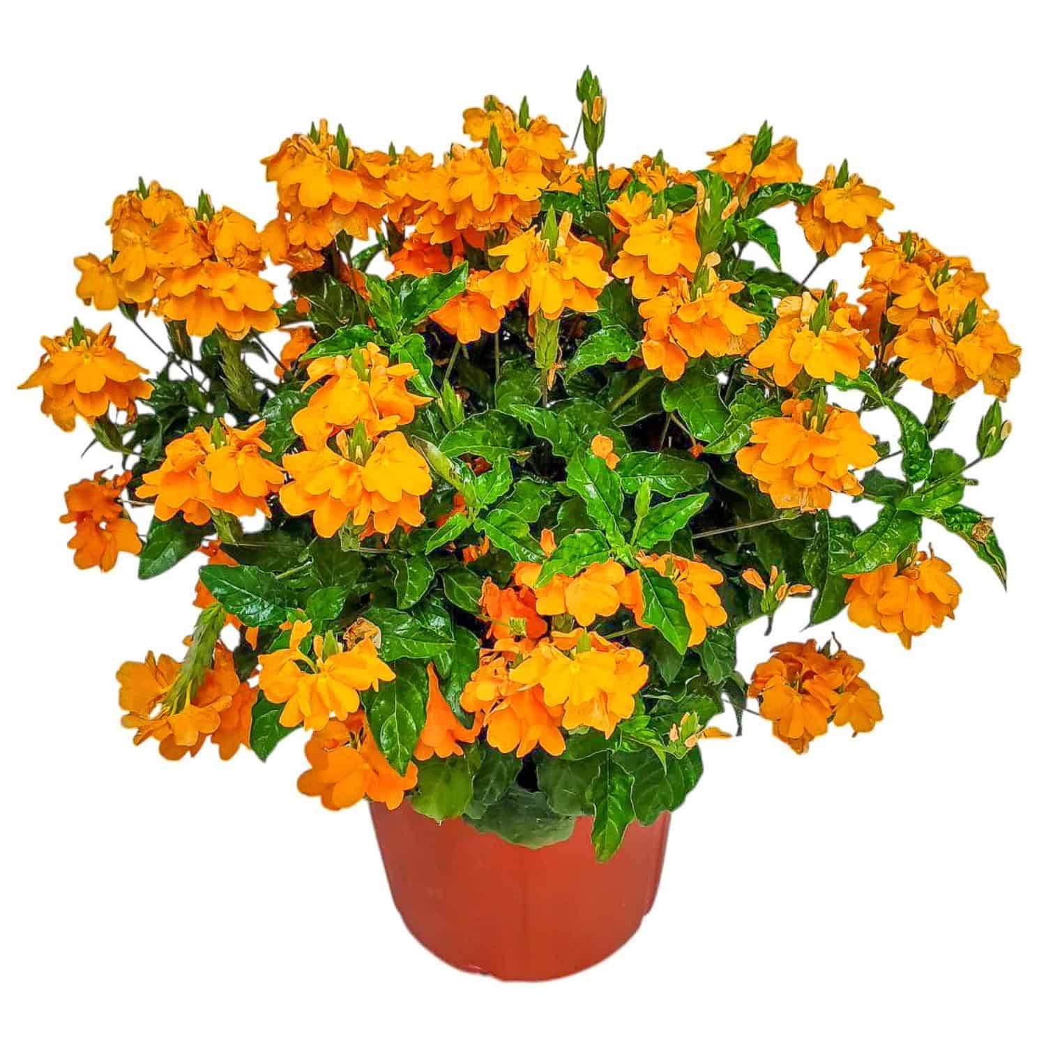 フラワーガーデンプリントクロスロゴブラトップ、クリームオレンジ　Mサイズ Crossandra Orange Marmalade Plant for Sale | 3-Gallon – Tropical