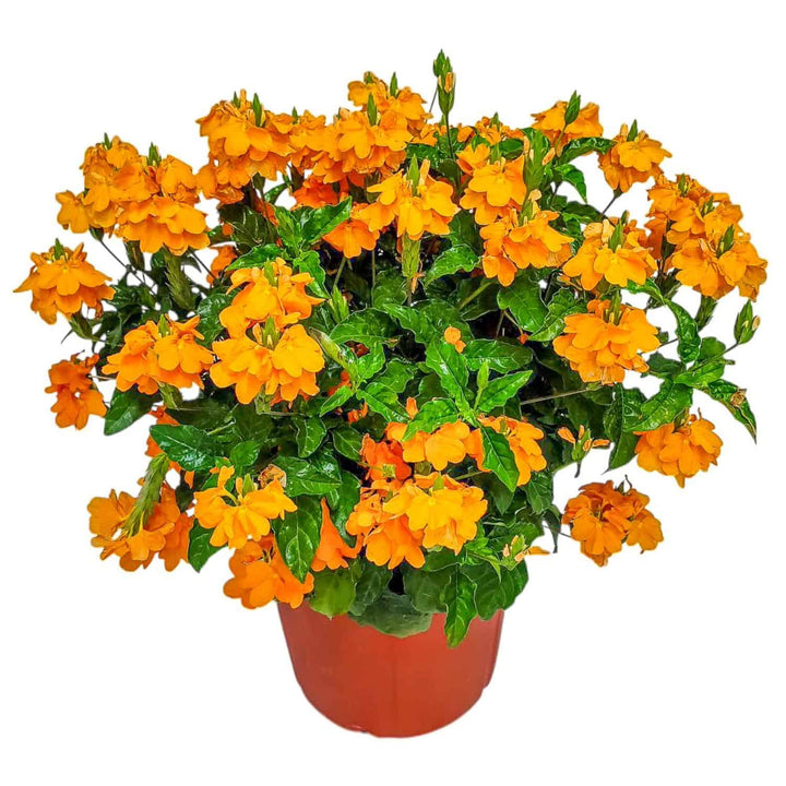 Crossandra Orange Marmalade Bush