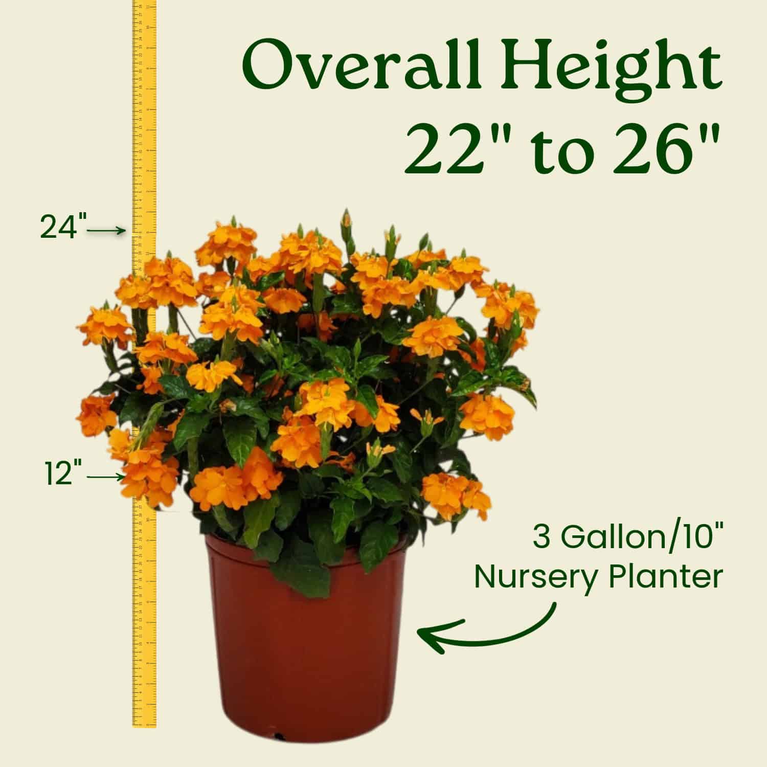 Crossandra Orange Marmalade Plant for Sale | 3-Gallon – Tropical