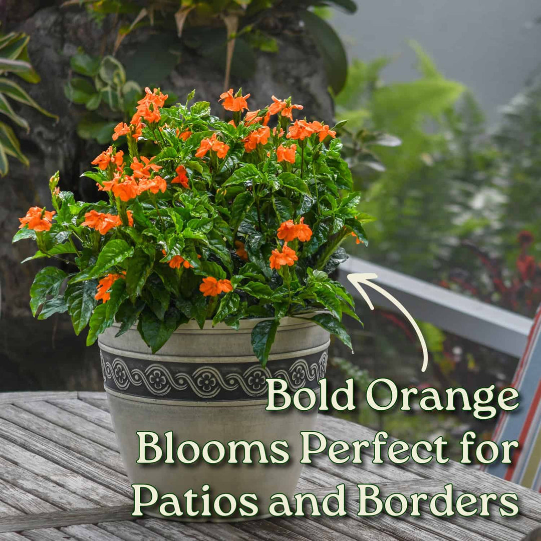 best fertilizer for crossandra plant Crossandra Flower Plant Live - Orange Marmalade - 3 Gallon Pot - Overall Height 22" to 26"
