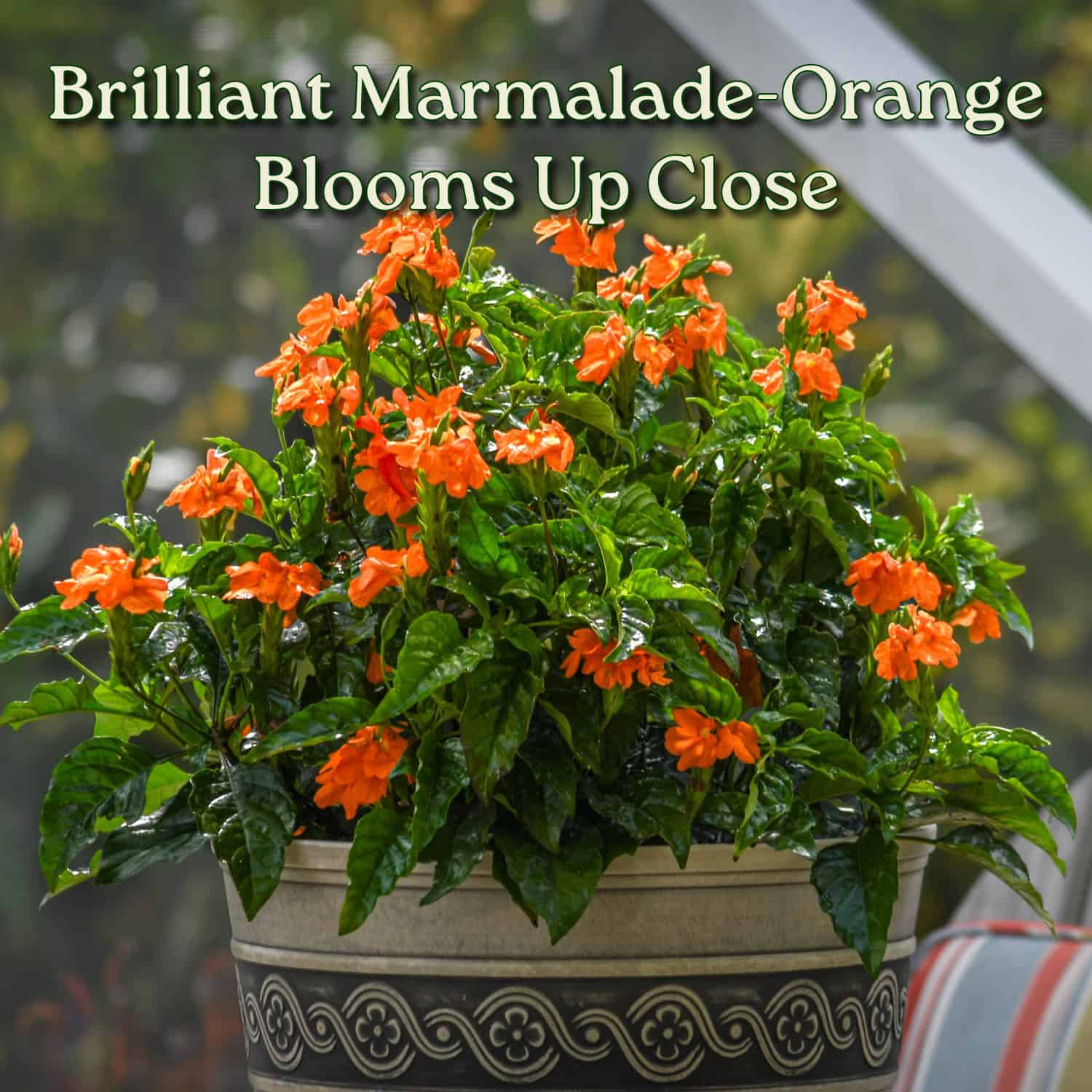 フラワーガーデンプリントクロスロゴブラトップ、クリームオレンジ　Mサイズ Crossandra Orange Marmalade Plant for Sale | 3-Gallon – Tropical