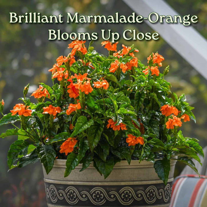 Crossandra Orange Marmalade Bush